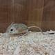Lesser Egyptian Jerboa (Jaculus jaculus)