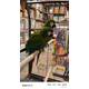 Ζευγάρι Chestnut Fronted Macaw (Ara severus)