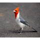 Paroaria Coronata (Red-Crested Cardinal)