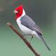 Paroaria Coronata (Red-Crested Cardinal)