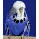 English Crested Budgies