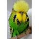 English Crested Budgies English Crested Budgies