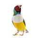 Παραδείσια Gouldian (Gouldian Finch)