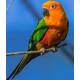 Conure Jenday (Aratinga jandaya)