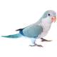 Monk Parakeet Blue (Myiopsitta Monachus)
