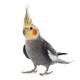 Cockatiel Normal Grey (Wild Type) Θηλυκό