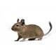 Degu