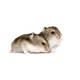 HAMSTER MINI DJUNGARIAN