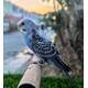 Παπαγαλάκι Hagoromo (Melopsittacus undulatus)