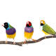 Παραδείσια Gouldian (Gouldian Finch)