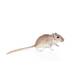 Gerbil Gerbil