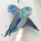 Parrotlet Blue (Forpus coelestis)