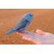 Parrotlet Blue (Forpus coelestis)