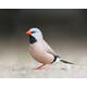 Παραδείσια Long-Tailed (Poephila acuticauda)