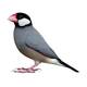 Παραδείσια Πιγκουινάκια (Java Sparrow)