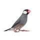 Παραδείσια Πιγκουινάκια (Java Sparrow)