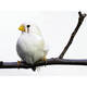 Zebra finch Zebra finch
