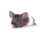 Πολύχρωμο Ποντίκι (Mus musculus)