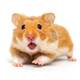 HAMSTER SYRIAN (Mesocricetus auratus)