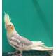 Cockatiel Pied