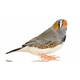 Zebra finch Zebra finch