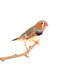 Zebra finch Zebra finch
